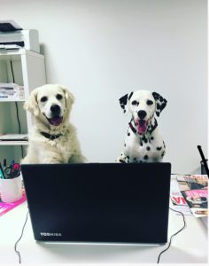Bürohund